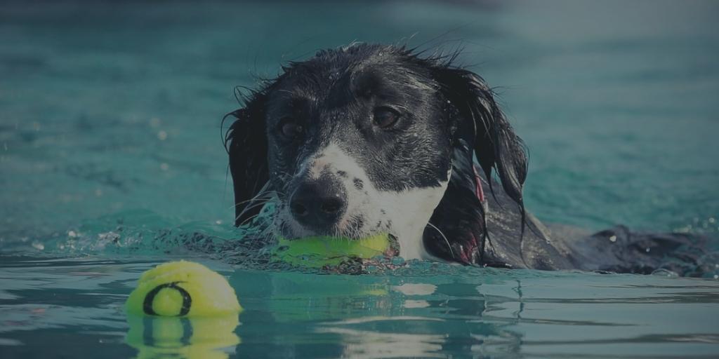 dog swimming to fetch tennis ball