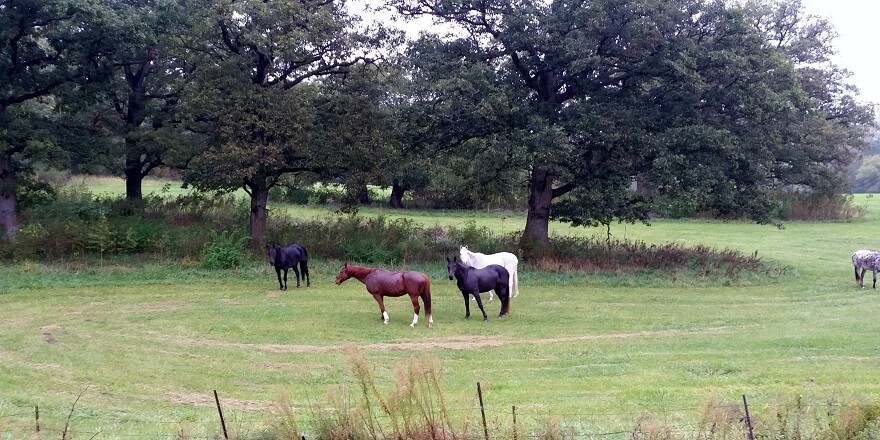 Former thoroughbred racehorses relax in the pastures of Unbridled Spirits.