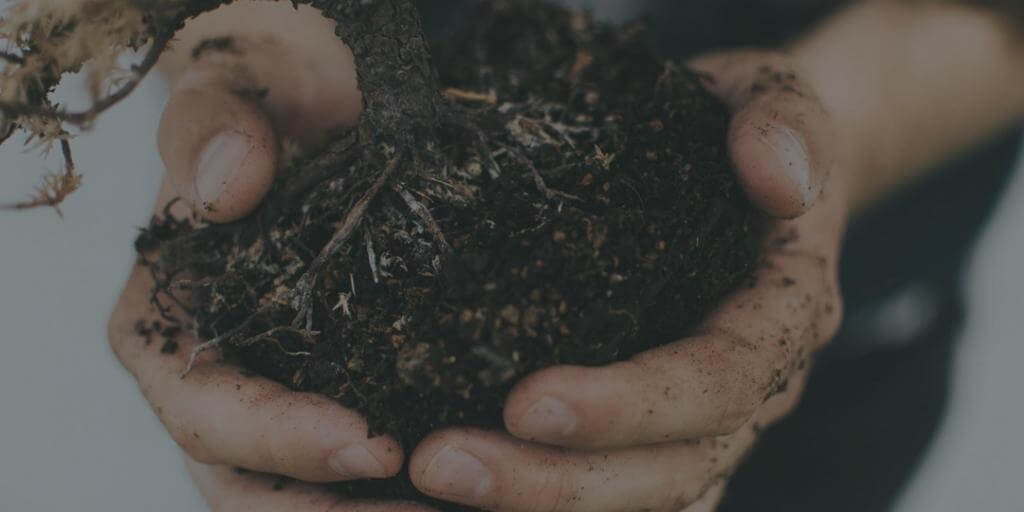 hands holding soil and plant while gardening