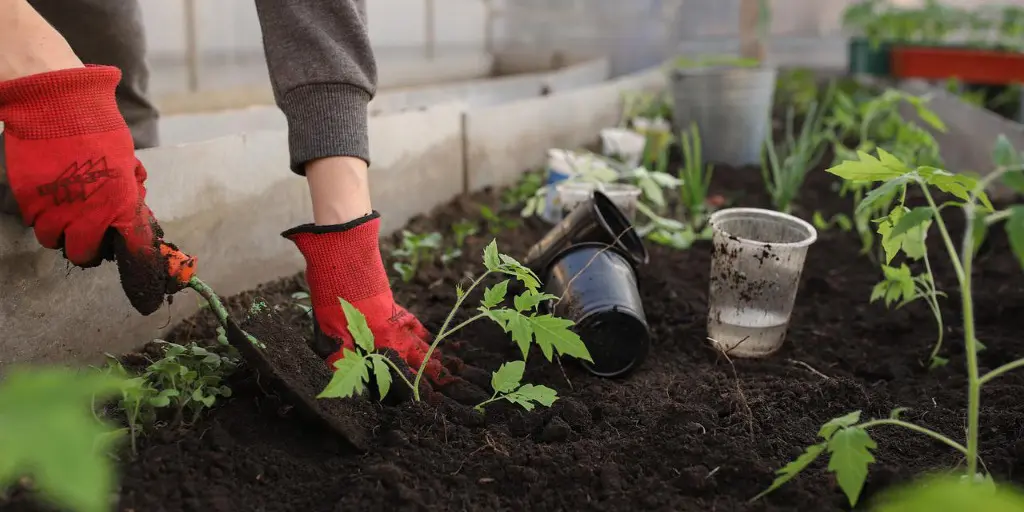 a person wearing red gloves digging with a hand trowel in a garden