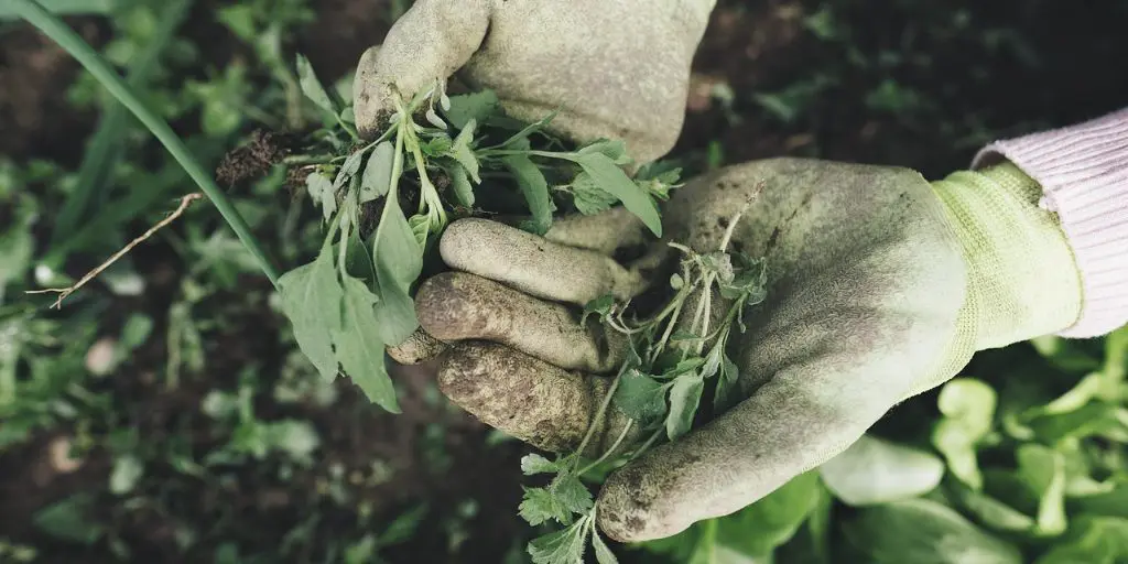 Hands working in the soil while gardening