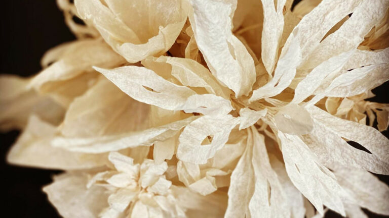 PR flower white 768x432
