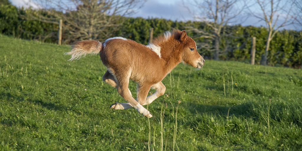 pony running