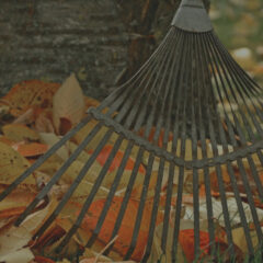 Rake by tree with fall leaves