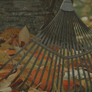 Rake by tree with fall leaves