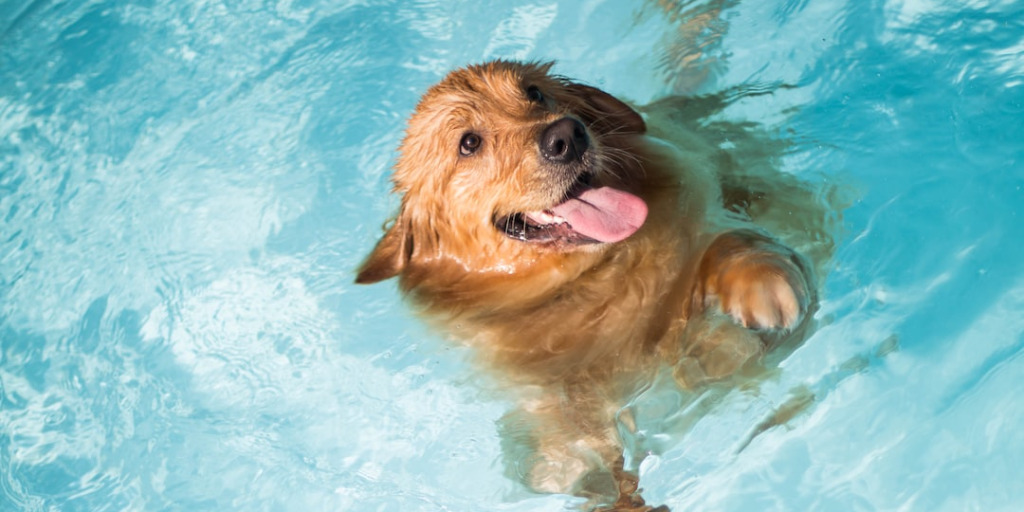 Dog swimming in the pool