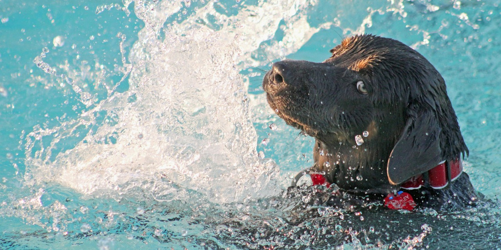 Dog swimming and splashing