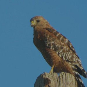 red tailed hawk sitting on a fence post with blue sky in the background