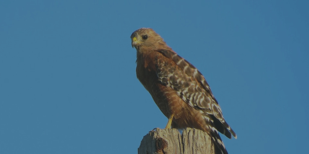 red tailed hawk sitting on a fence post with blue sky in the background
