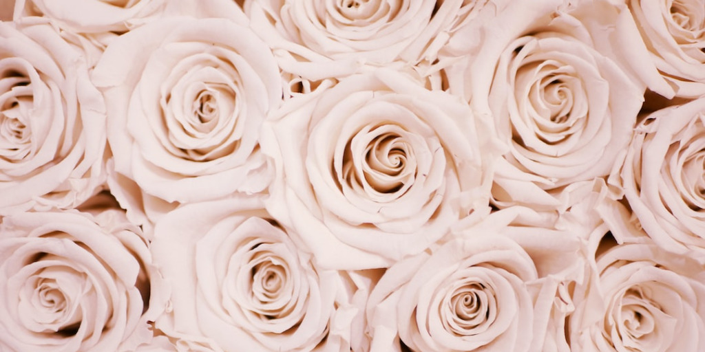 Collection of pale pink roses