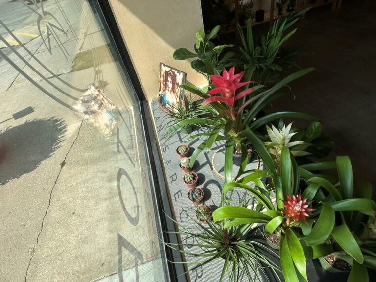 windows flowers 768x576